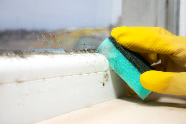 Best Local Mold Removal Service  in Nashville, IN