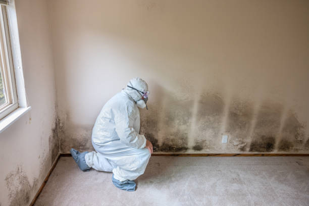 Professional Mold Removal in Nashville, IN
