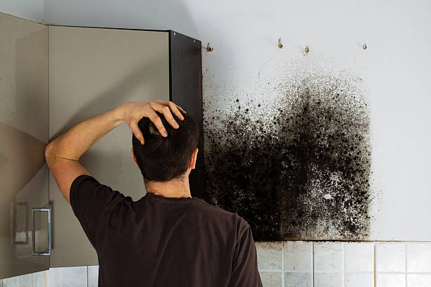 Office Mold Removal Services in Nashville, IN