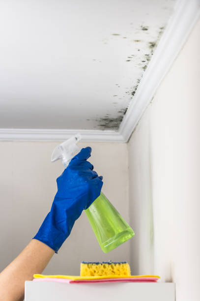 Office Mold Removal Services in Nashville, IN